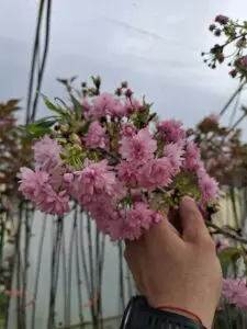 Японска плачеща вишна Kiku Shidare Sakura с розови цветове в градина