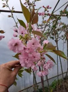 Японска вишна Kiku Shidare Zakura – плачещо декоративно дърво с розов цъфтеж