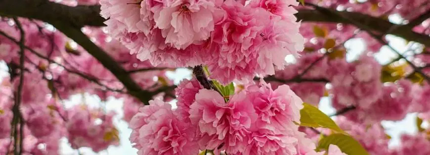 Японска вишна Kanzan, засадена в дворно пространство, с плътна розова корона в пълен разцвет.