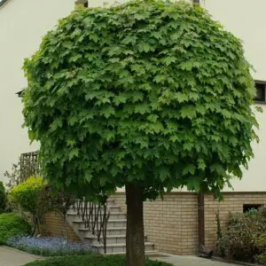 Кълбовиден шестил Acer Globosum – декоративен клен с кълбовидна корона