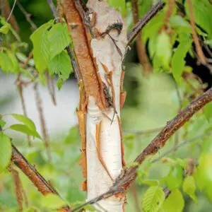 Бреза Fascination – декоративна бреза с атрактивна червеникава кора