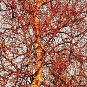 Бетула Spider – декоративна бреза с ефектна форма