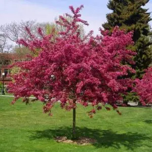 Цъфтяща декоративна ябълка Малус Royalty с пурпурни цветове