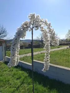 Японска плачеща вишна Snow Fountain с бели цветове в градина