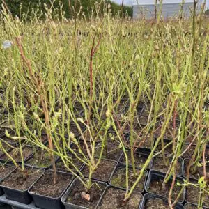 Vaccinium corymbosum растение в контейнер