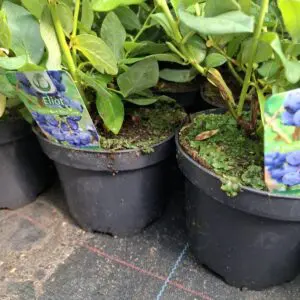 Американска боровинка Elliot в саксия в плододаване