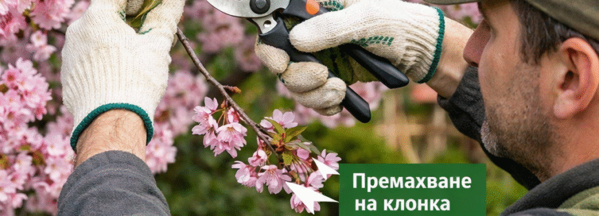 Инфографика как се подрязва японска вишна след цъфтеж с указания за рязане на 5-10 см и оформяне на корона