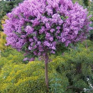 Декоративен люляк присаден на дръвче ‘Meyeri Palibin’