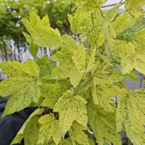 Acer platanoides Leopoldii пъстър явор с жълто-зелени листа