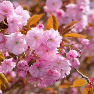 Японска вишна Канзан (Prunus serrulata Kanzan) с гъста корона и наситено розови цветове през пролетта