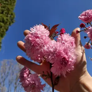 Японска вишна Royal Burgundy цъфтеж розови цветове