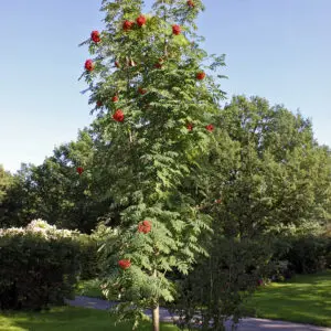 Sorbus aucuparia Fastigiata колонна офика декоративно дърво с червени плодове