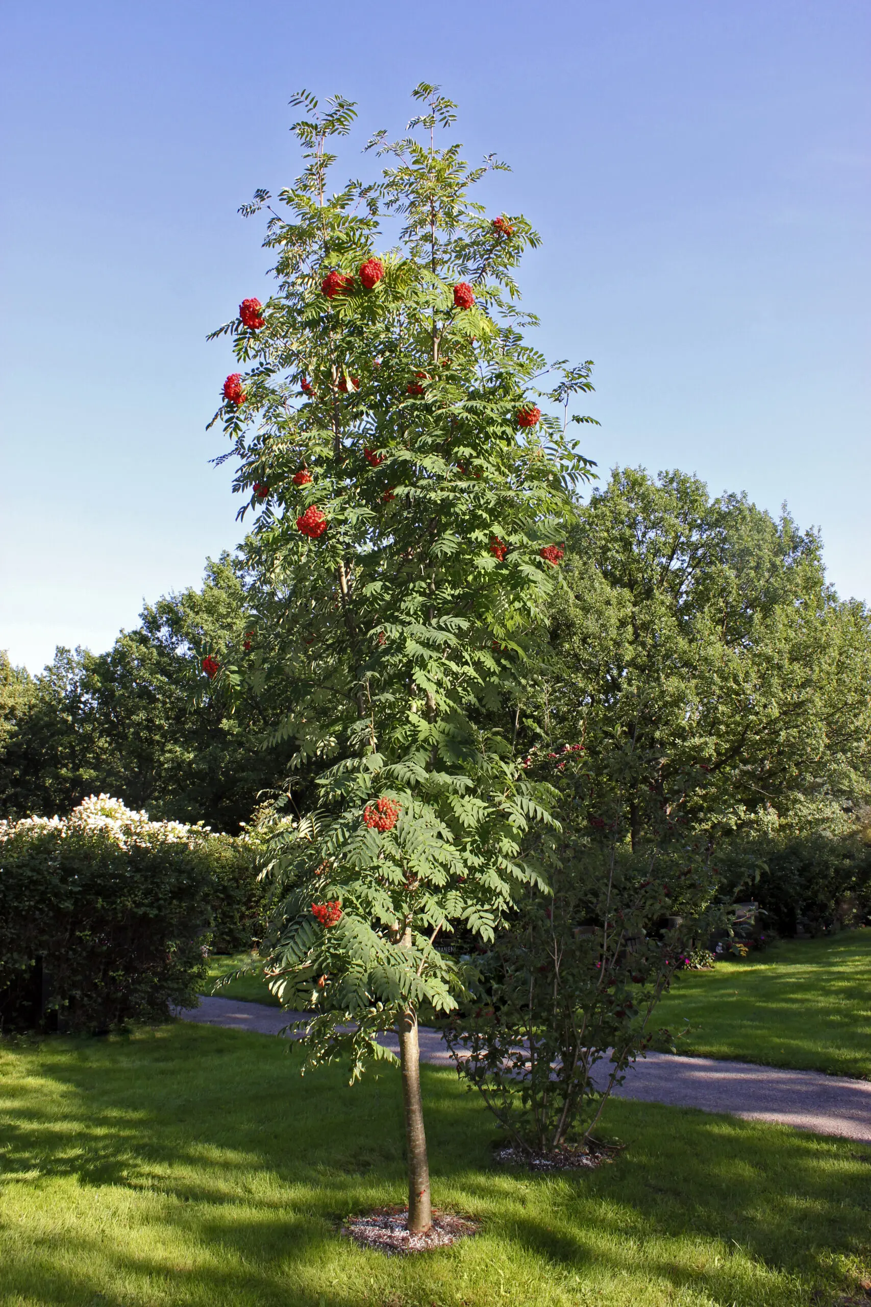 Sorbus aucuparia Fastigiata колонна офика декоративно дърво с червени плодове