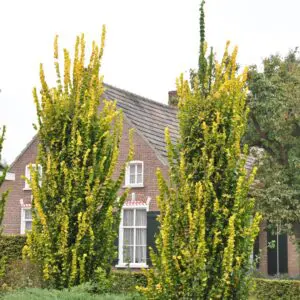 Ulmus hollandica Wredei златист бряст декоративно дърво с жълти листа