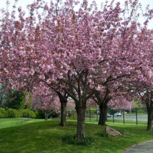 Японска вишна „Канзан“ – царицата на пролетния цъфтеж!