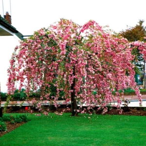 Японска вишна Amonagawa