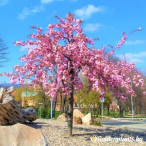 Японска вишна „Kiku-shidare-zakura“ – водопад от розови цветове! 