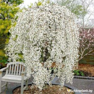 Японска вишна „Snow Fountain“