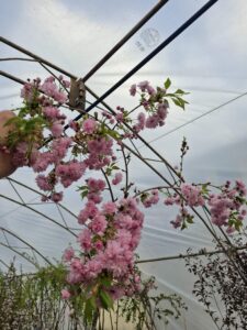 Японска плачеща вишна Kiku Shidare Sakura с розови цветове в градина