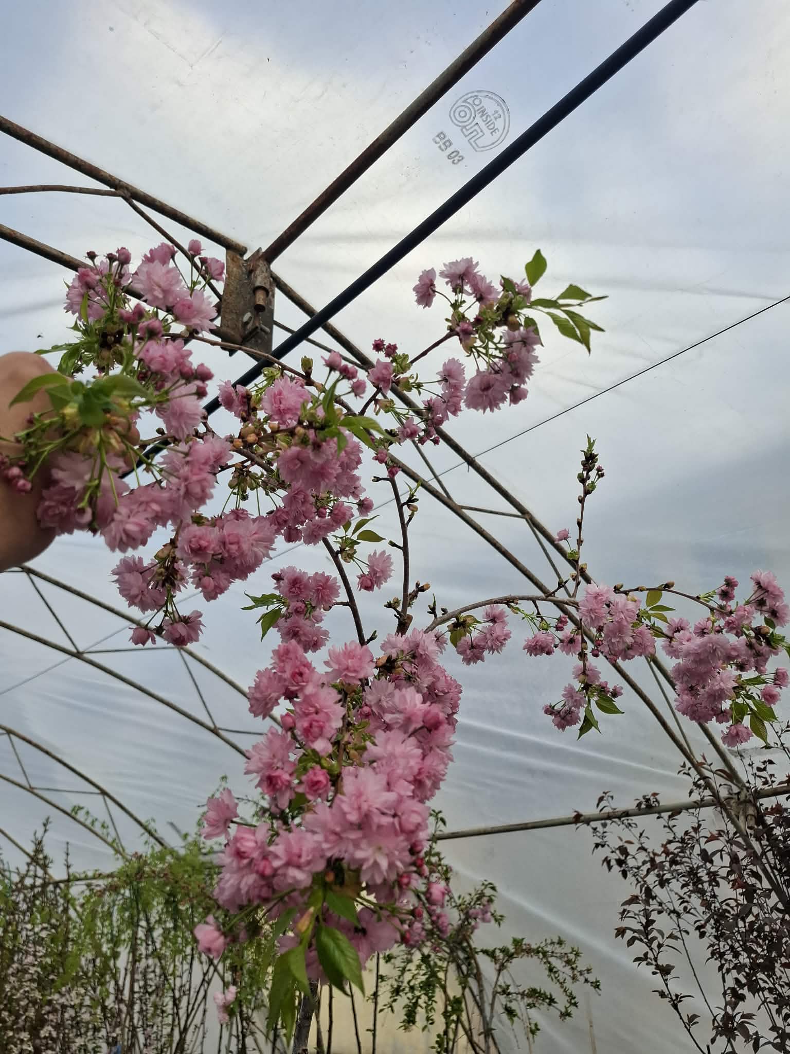 Японска плачеща вишна Kiku Shidare Sakura с розови цветове в градина