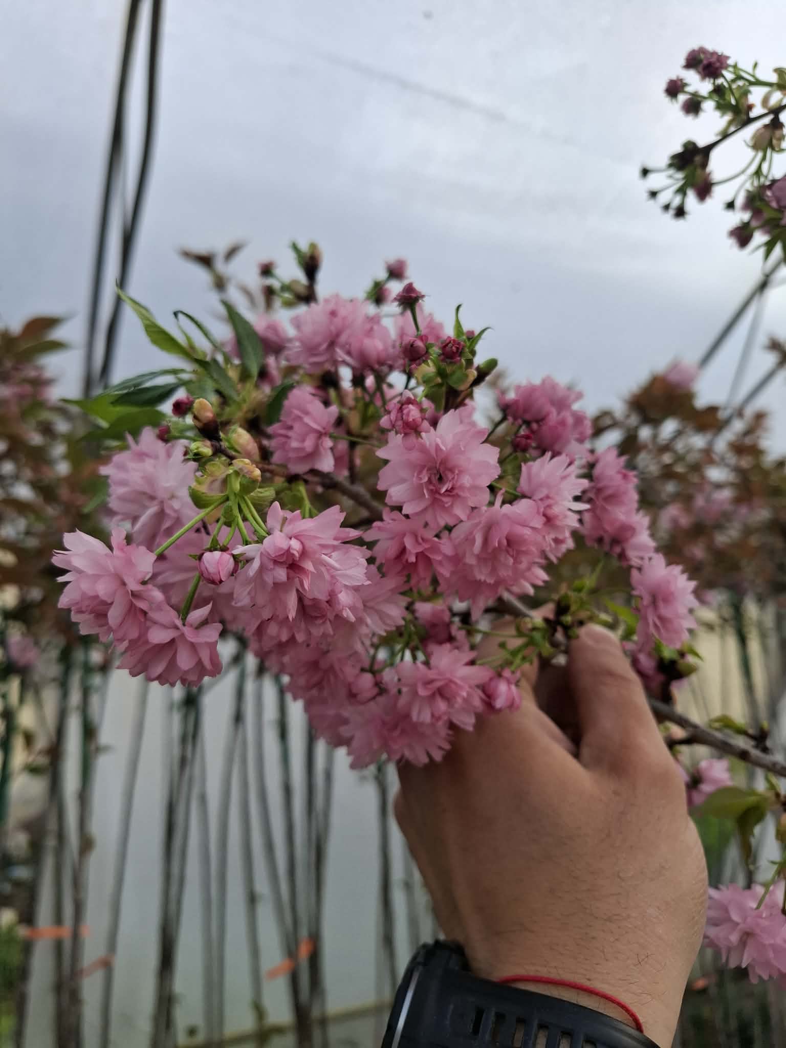 Японска плачеща вишна Kiku Shidare Sakura с розови цветове в градина