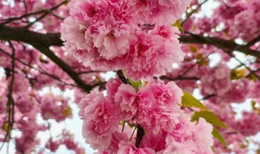 prunus-serrulata-kanzan.jpg (2) Японска вишна Kanzan, засадена в дворно пространство, с плътна розова корона в пълен разцвет.