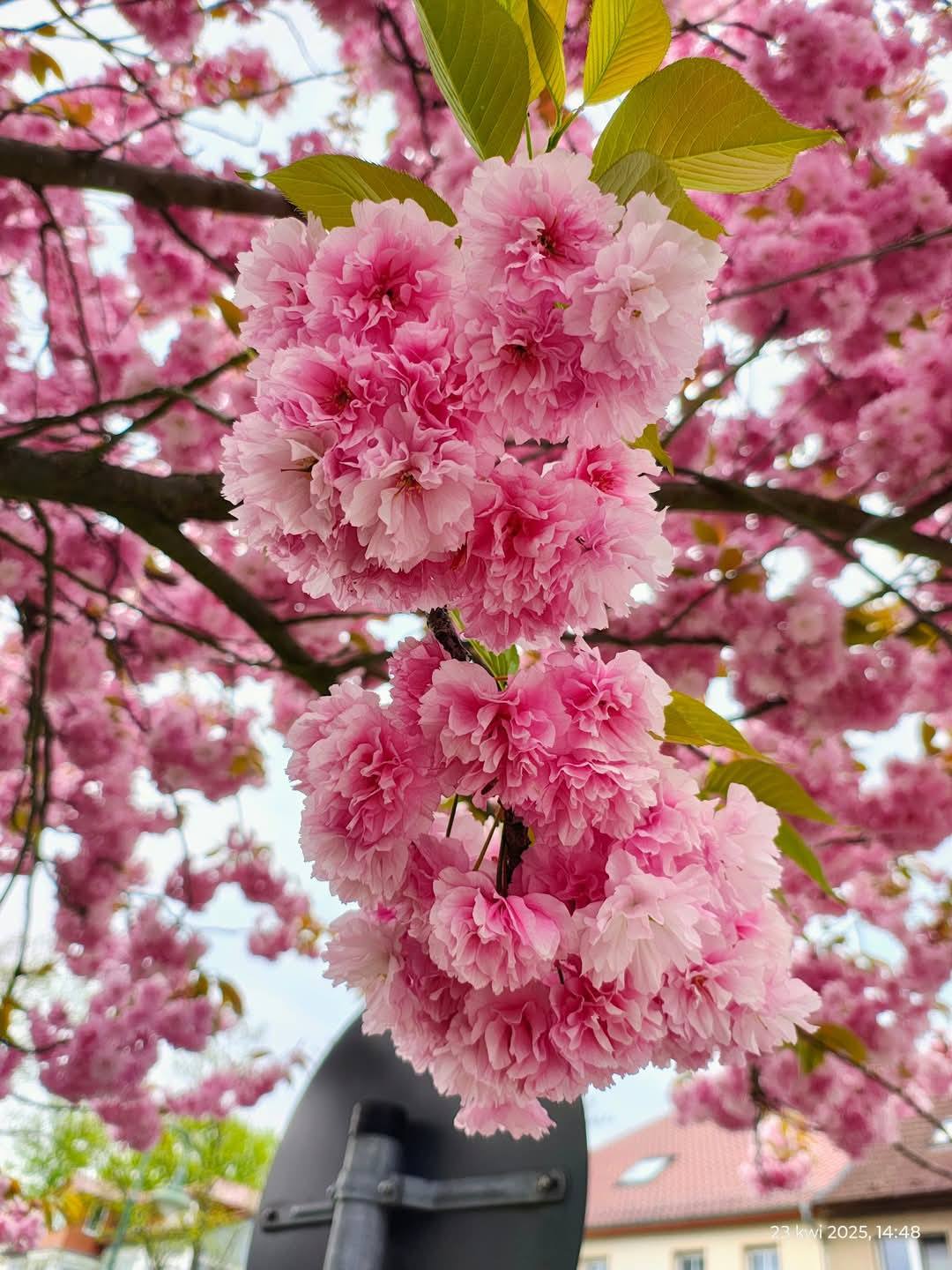 Японска вишна Kanzan, засадена в дворно пространство, с плътна розова корона в пълен разцвет.