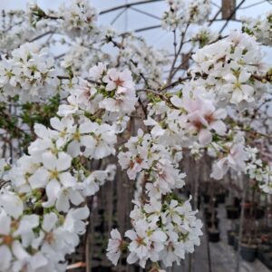 Японска вишна „Snow Fountain“