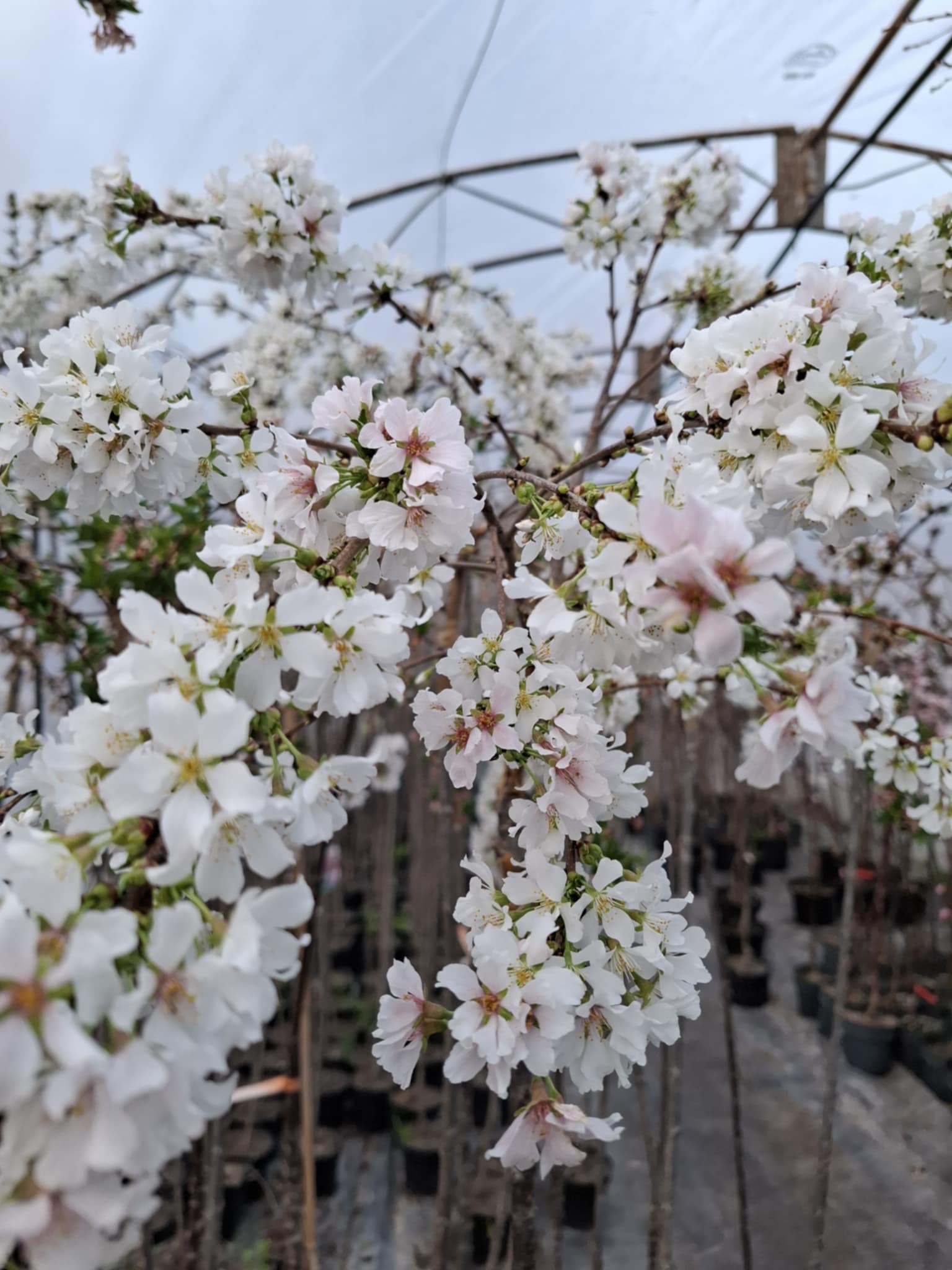 Японска вишна „Snow Fountain“