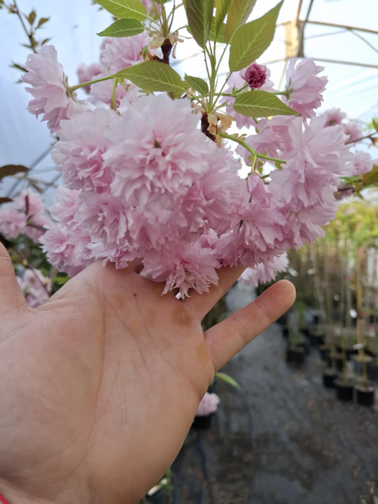 Японска вишна „Kiku-shidare-zakura“ – водопад от розови цветове! - Image 2