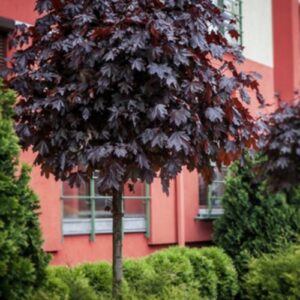 Клен Crimson Sentry – колонно декоративно дърво с тъмночервени листа