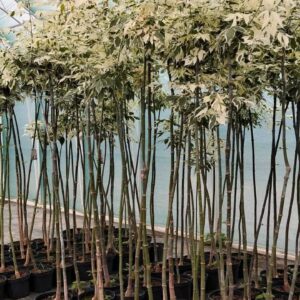 Шарени листа на ацер негундо Фламинго с розови оттенъци