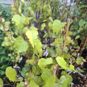 Листа на бреза Golden Obelisk със златистожълт цвят