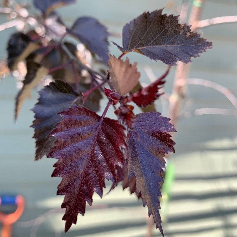 Бреза Royal Frost – декоративна бреза с тъмночервени листа и светла кора