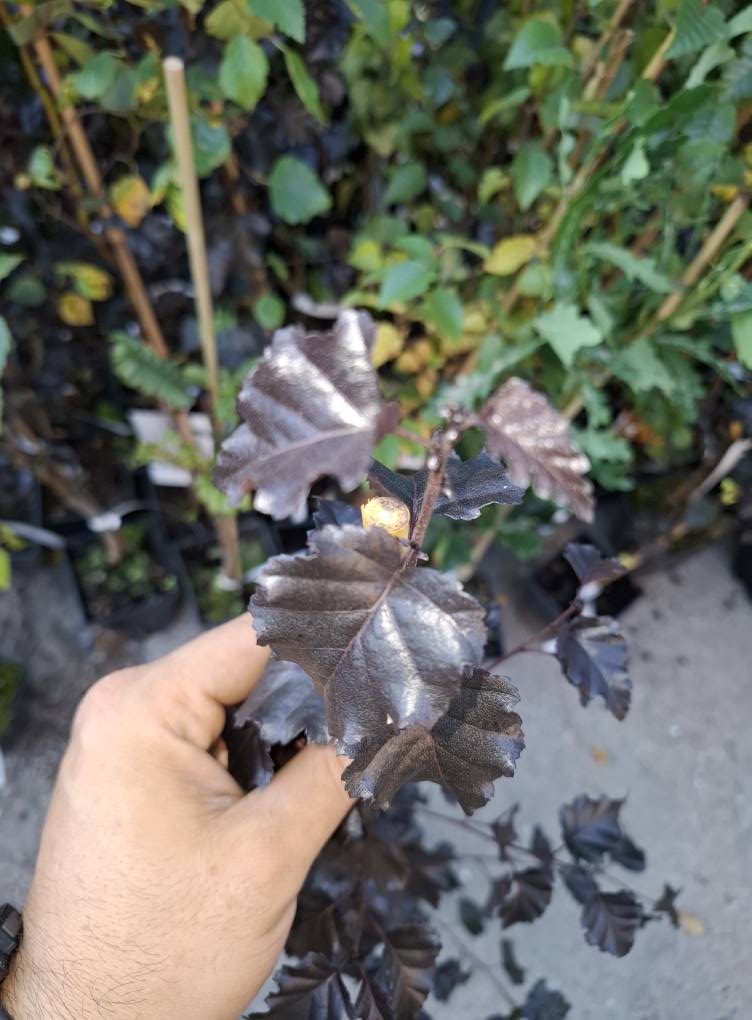 Червенолистна бреза Royal Frost - Image 3