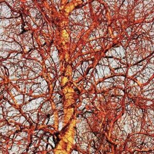 Бетула Spider – декоративна бреза с ефектна форма