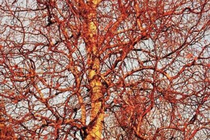 betula-spider-dekorativna-breza.jpg Бетула Spider – декоративна бреза с ефектна форма