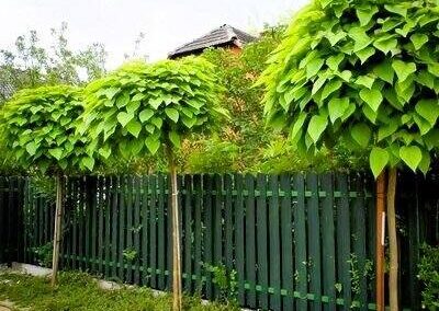 katalpa-nana-kalbovidna-korona.jpg (1) Каталпа нана – декоративно дърво с кълбовидна корона