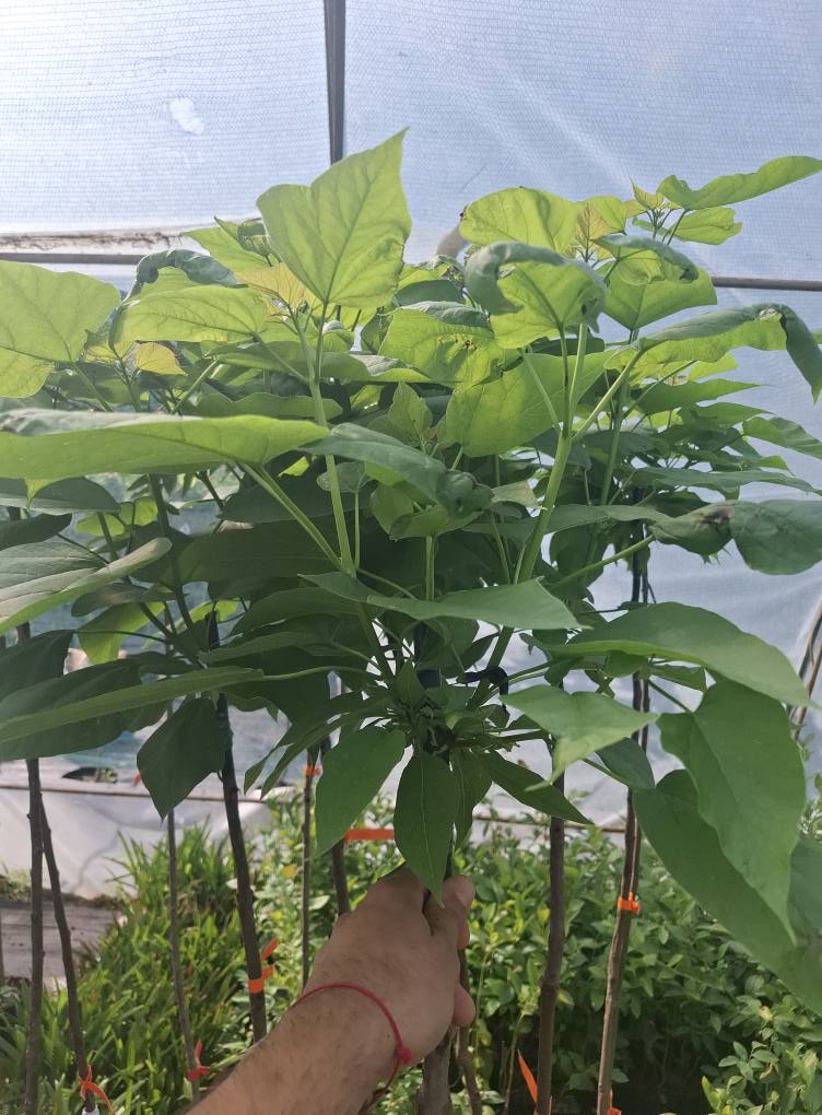 Кълбовидна каталпa / Catalpa Nana - Image 2