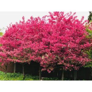 Малус Ola – декоративна ябълка с обилен розов цъфтеж