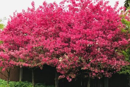 malus-ola-dekorativna-yabalka.jpg (1) Малус Ola – декоративна ябълка с обилен розов цъфтеж