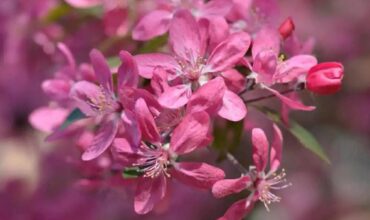 malus-ola-dekorativna-yabalka.jpg Красив цъфтеж на декоративна ябълка Ola