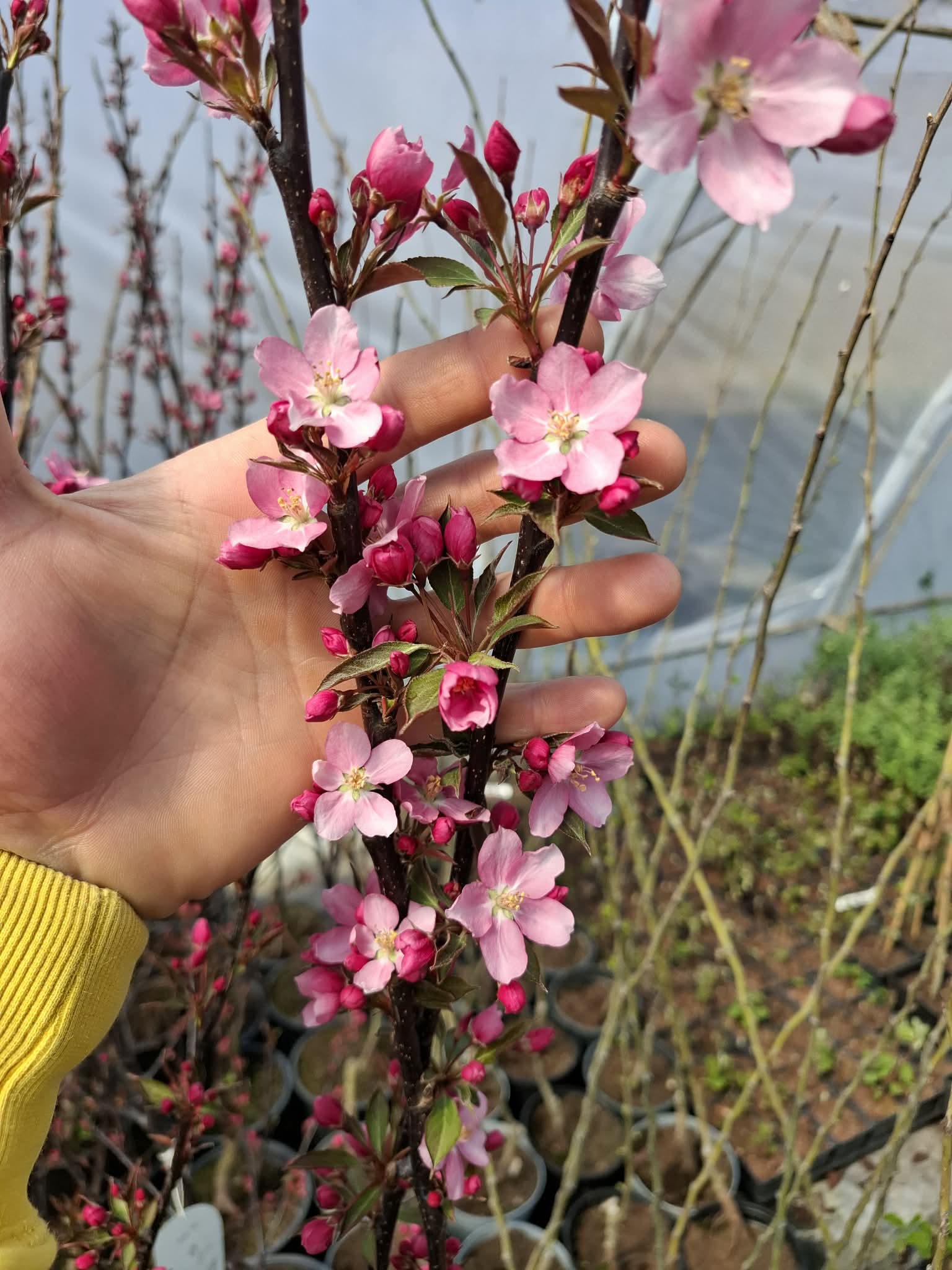 Малус Ола декоративна ябълка с червени листа и красив розов цъфтеж през пролетта
