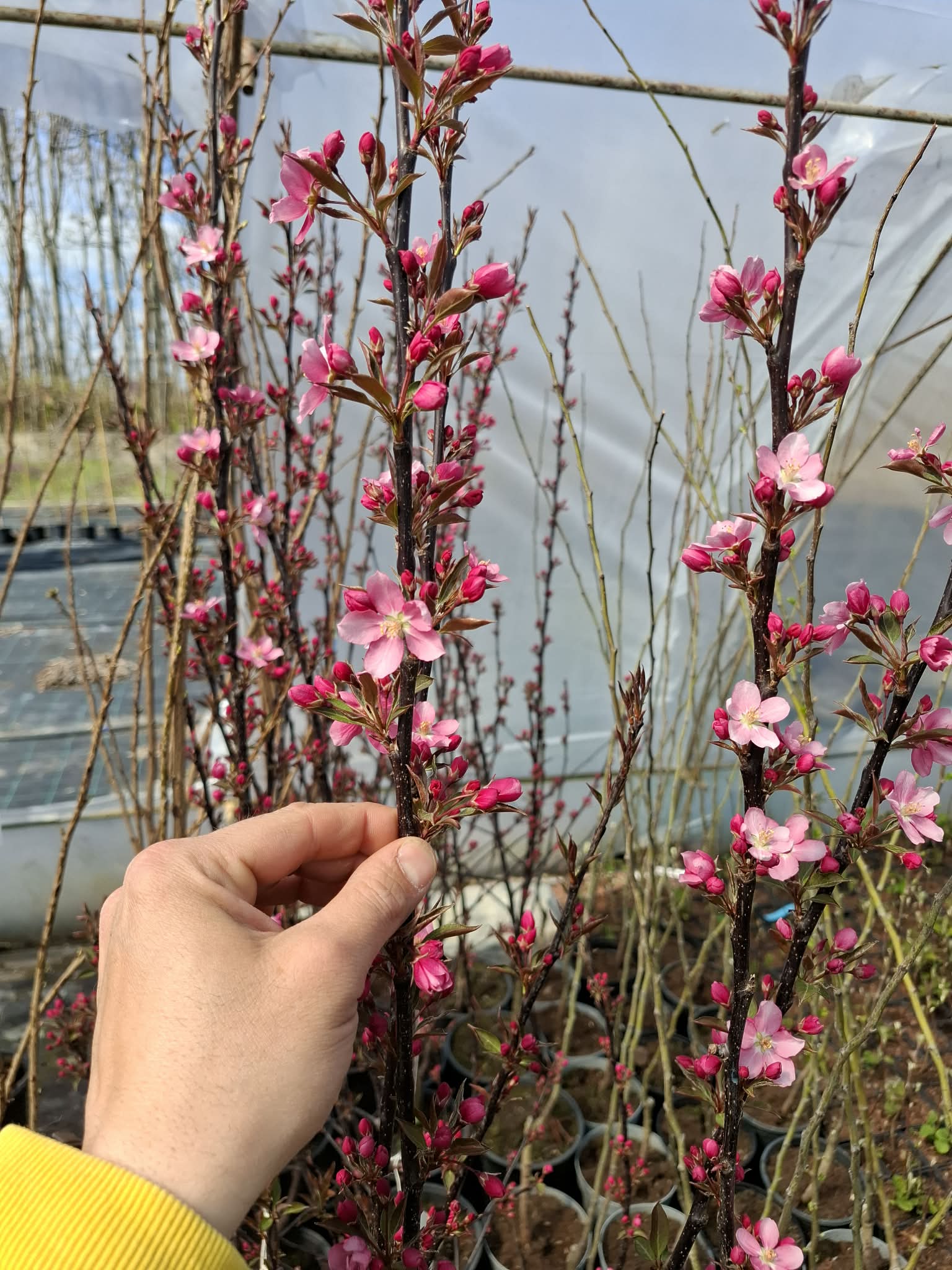 Малус Ола декоративна ябълка с червени листа и красив розов цъфтеж през пролетта