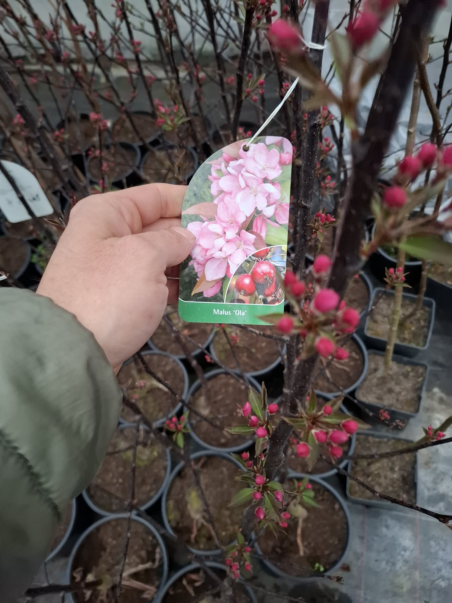 Малус Ола декоративна ябълка с червени листа и красив розов цъфтеж през пролетта