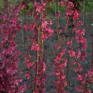 Плачеща ябълка Royal Beauty – декоративно дърво с каскадна корона