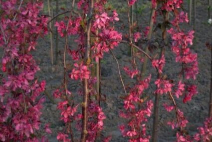 malus-royal-beauty-placheshta-yabalka.jpg (1) Плачеща ябълка Royal Beauty – декоративно дърво с каскадна корона