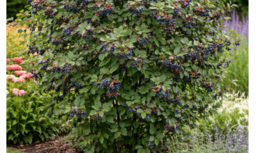 Amelanchier-Smoky.jpg (1) Amelanchier Smoky – канадска боровинка отрупана с плодове Канадска боровинка Amelanchier Smoky храст 200 см Amelanchier Smoky плодоносен студоустойчив храст Канадска боровинка Smoky с узрели тъмни плодове Amelanchier Smoky – самоопрашваща канадска боровинка