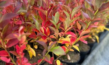 width_600 Младо растение американска боровинка в контейнер