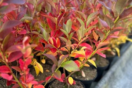 width_600 Младо растение американска боровинка в контейнер